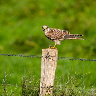 Klasse: Vögel / Gattung: Falken / Name: Falco