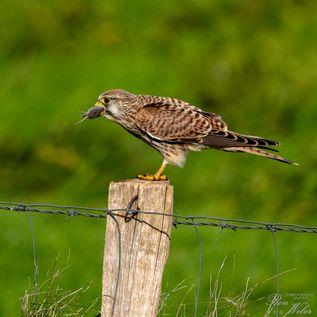 Klasse: Vögel / Gattung: Falken / Name: Falco