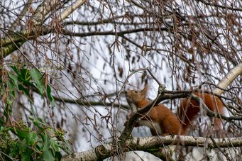 Eichhörnchen im Innenhof_03
