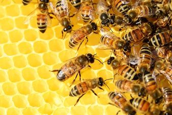 honey-bees-326337_640