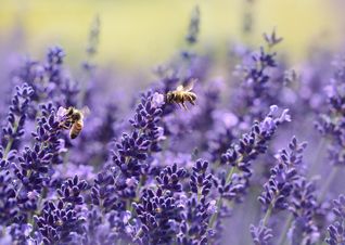 lavender-1537694_1280