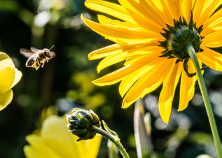 yellow-petaled-flower-with-black-yellow-bee-during-daytime-63641