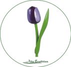 holztulpe-aubergine-weiß
