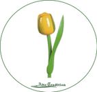 holztulpe-gelb-grün