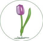 holztulpe-lila-weiß