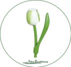holztulpe-weiß-grün