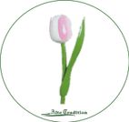 holztulpe-weiß-rosa