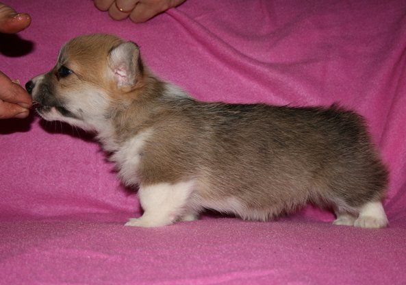 Thea