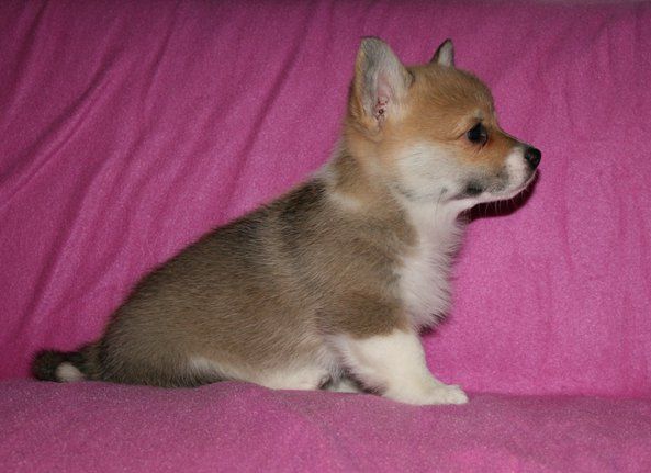 Idun