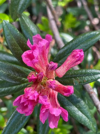 Alpenrose