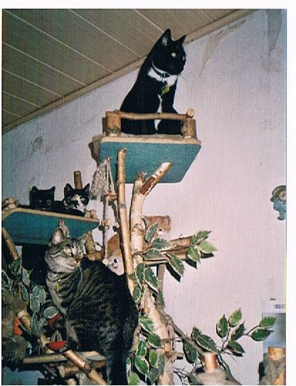 Unsere Schmusetiger, Loreena, Shakira, Santos, Charmaine und Chayenne.