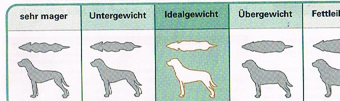 Die Taille fest im Blick