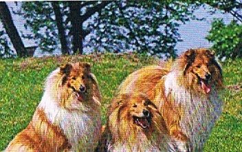 Englische Collies