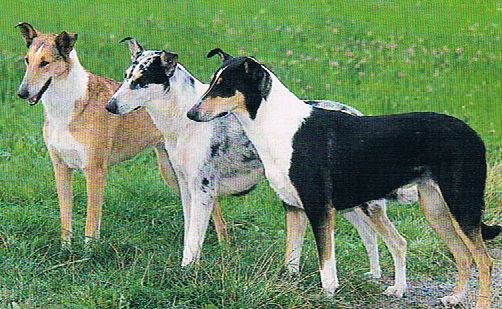 Kurzhaar Collies