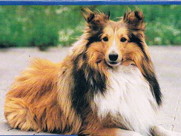 Shetland Sheepdog ( Sheltie )
