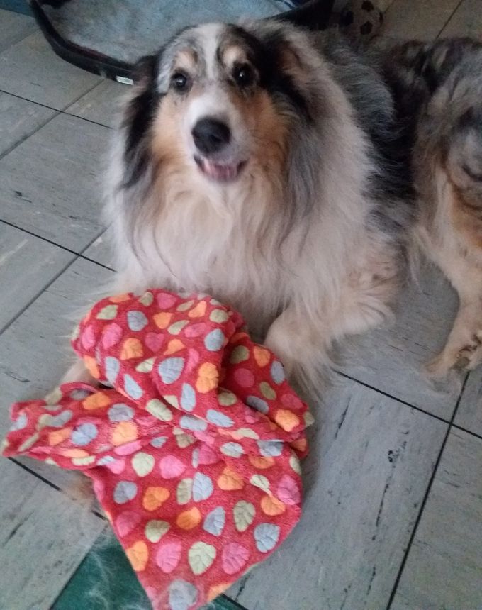 Khediera und seine Kuscheldecke