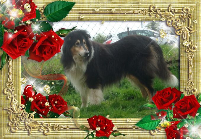 Mein geliebter Schatz 