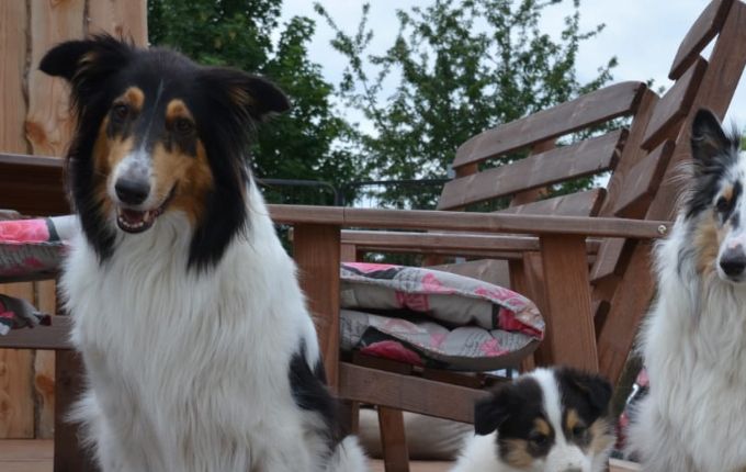 Sidney, Bounty und Diva ( von links )
