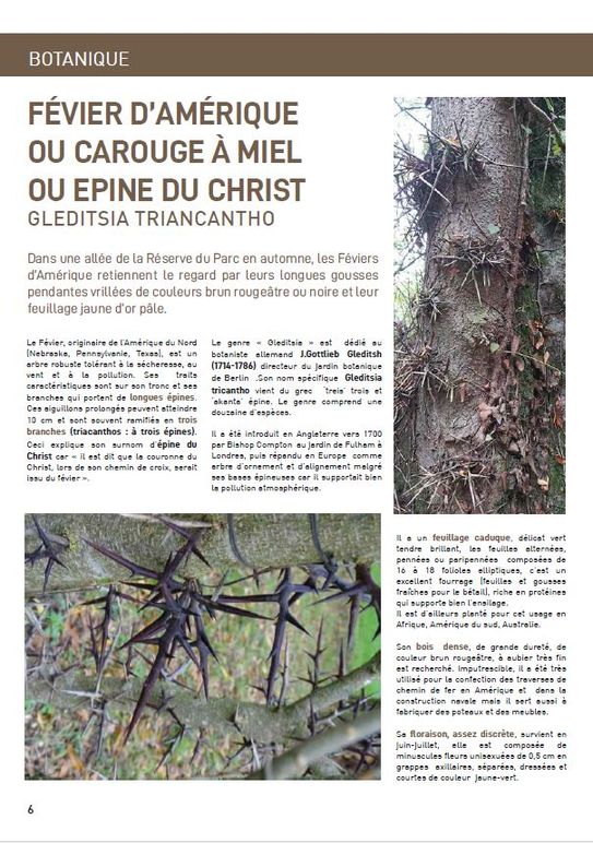 plume16-6