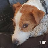 Broken hvalp (1 år)