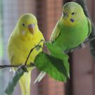 IMG_1242a