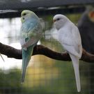 IMG_6103a