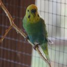 IMG_6415a