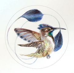 Loddigesia mirabilis