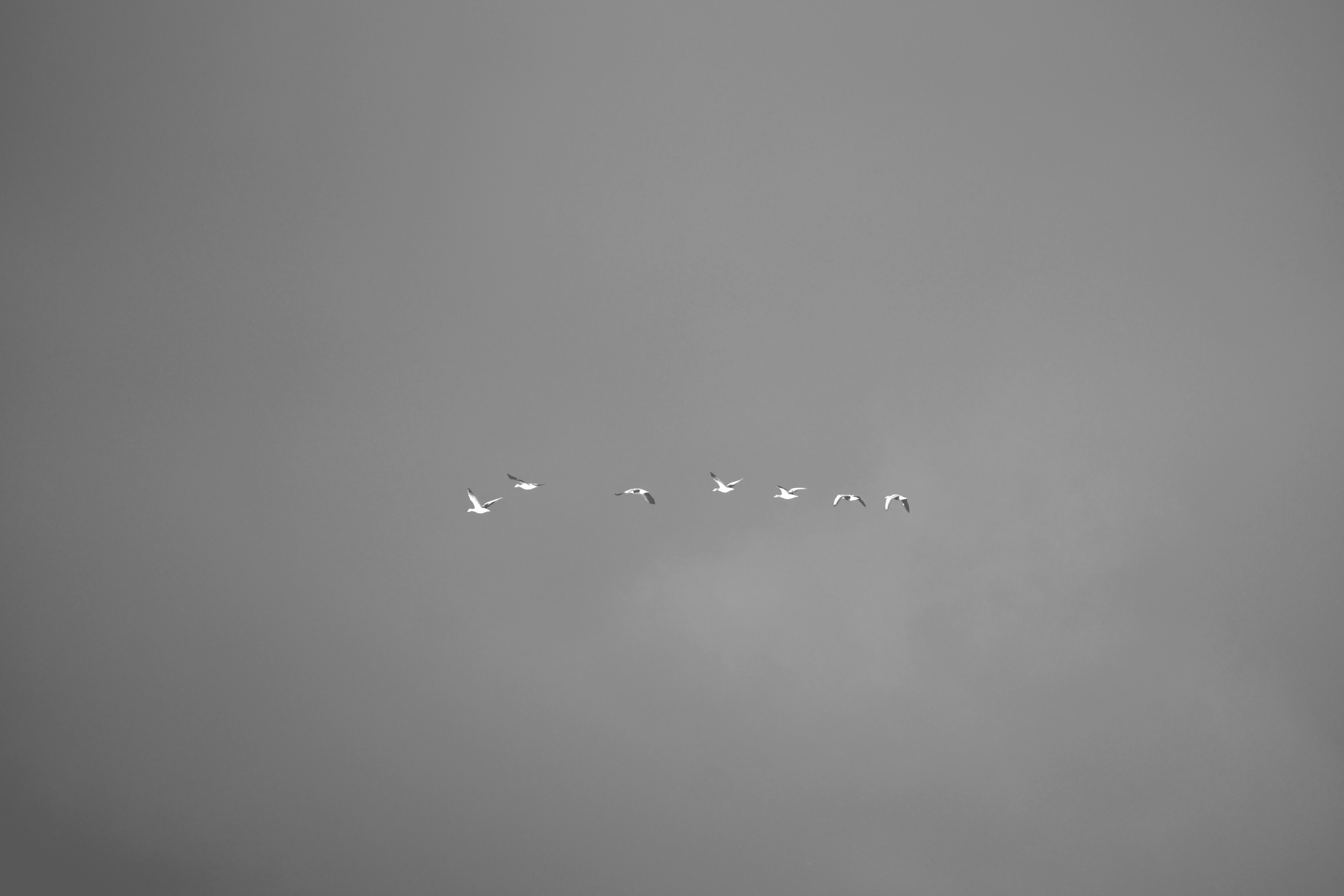 Gänseflug___serialized4