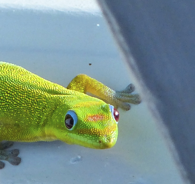 Gecko