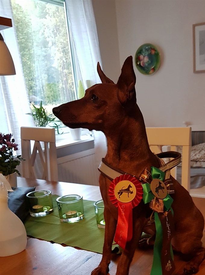 Stolt Victor