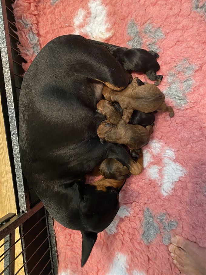 Hilda och Kipps valpar har kommit till världen