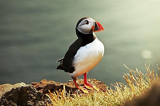 Un Puffin