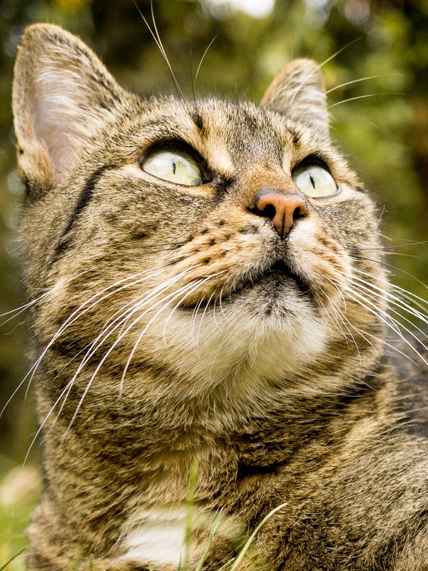 Tierfoto