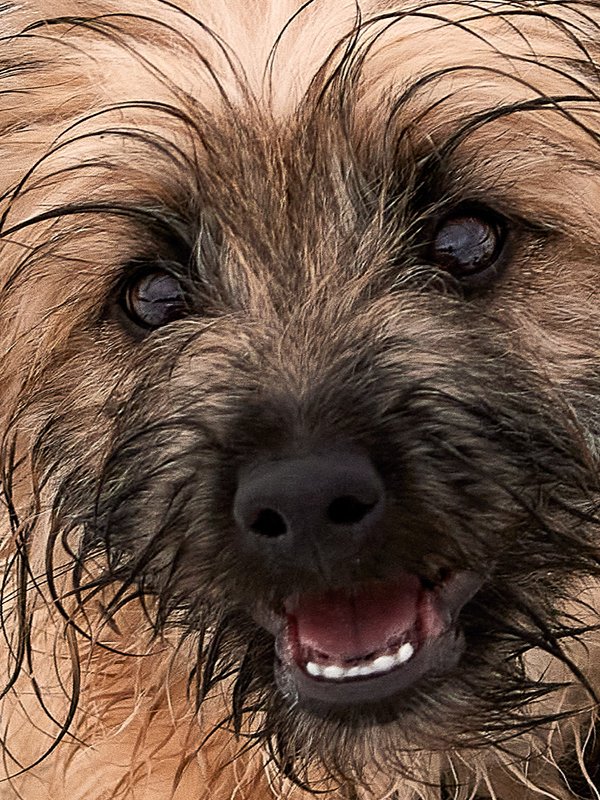 Hundefoto