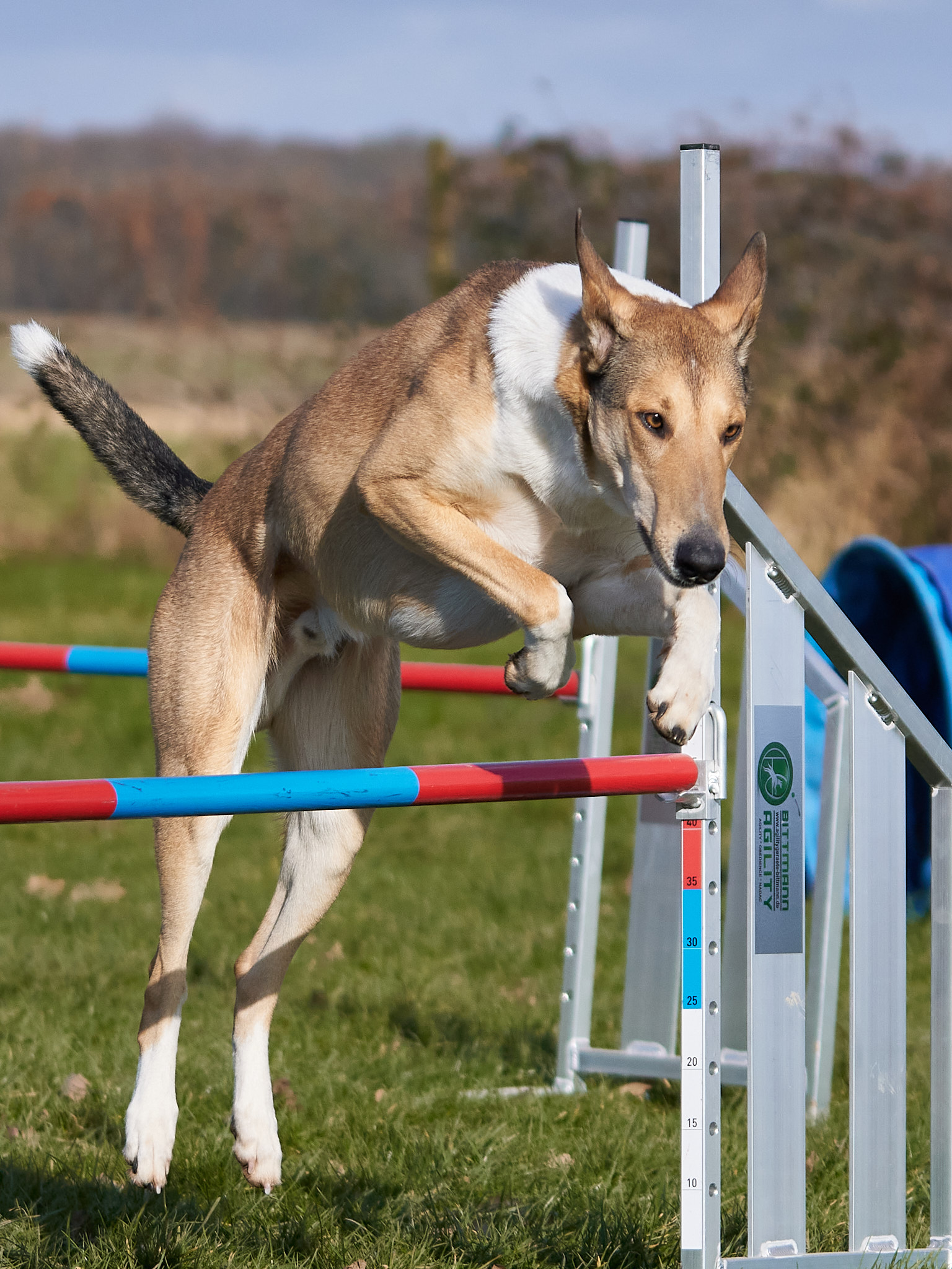 Tierfotografie – Hund