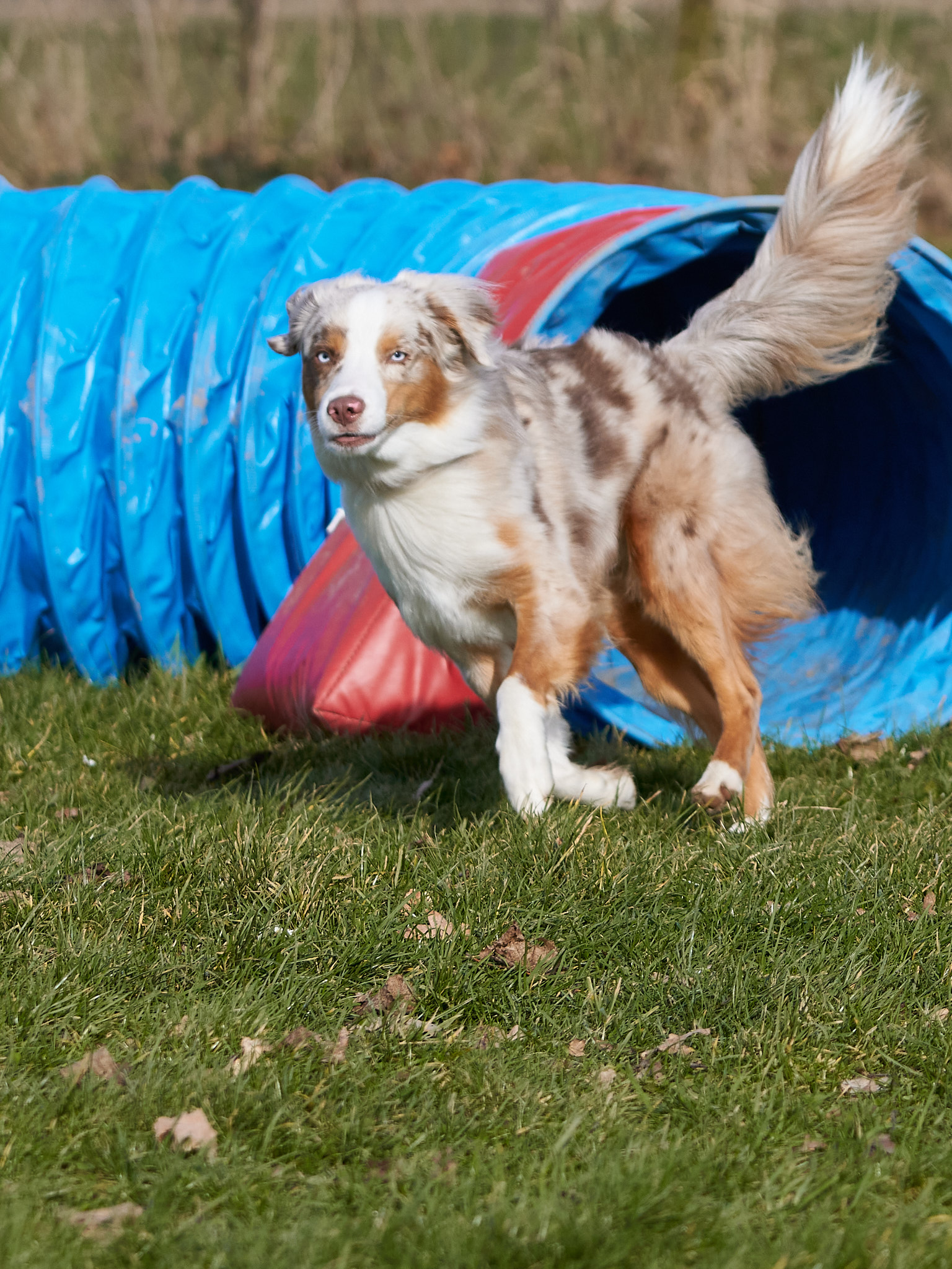 Hundeportrait
