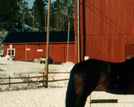 Anne Cathinka (1977-1991), varmblodstraver etter Mighty Scotch og Verona Go.
