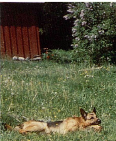 Toyah (1987-1995). Blanding av dobermann/labrador/boxer. 