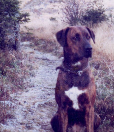 Toyah (1987-1995). På Hestløkken, Veldre i Ringsaker.