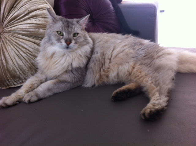 KIANN est un chat très délicat au niveau santé mais se porte très bien au niveau du comportement