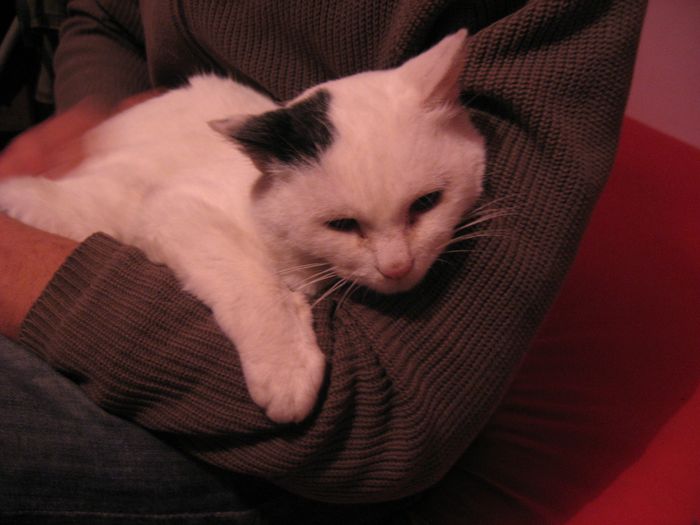 VANILLE est une chatte qui s’est perdue suite au déménagement de sa famille. Elle a trouvé refuge dans le garage de l'association. Nous avons placé un avis de recherche dans la region. Après quelques temps, nous avons enfin retrouvé sa maîtresse. Elle avait disparu depuis 6 mois. Moralité : Il ne faut jamais renoncer à rechercher son animal disparu, même des mois plus tard on peut le retrouver, il faut placer des affiches et persévérer.