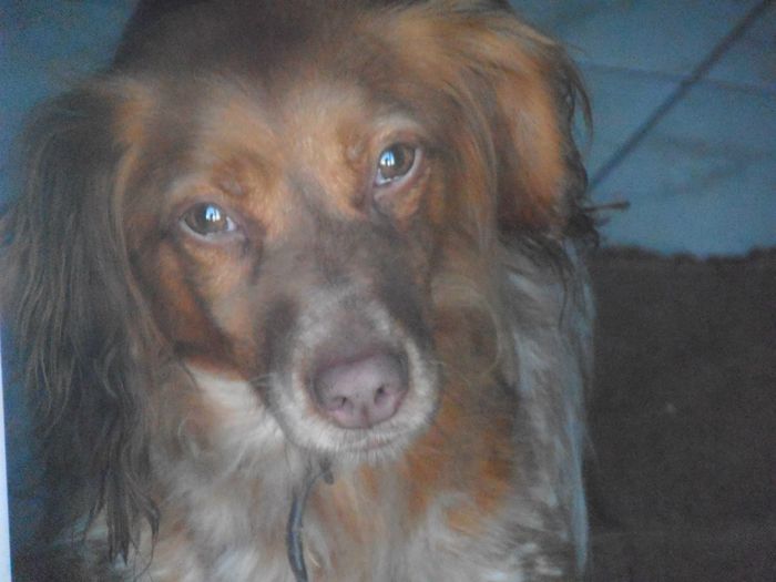 Chers amis,

Nous  tenons à vous raconter  l’histoire de cette chienne Diane,  délivrée il y a quelques semaines de sa triste existence.

Diane, épagneul de  5 ans  a vécu toute sa vie dans l'obscurité . Étant une chienne de chasse, elle ne sortait que pour faire son « travail » quelques jours dans l'année .

Un couple de personnes âgées la détenait dans des conditions intolérables. Dans un petit cabanon   sans niche, à même le sol, pas de lumière, peu de nourriture et pas d’eau dans sa gamelle vivant dans ses excréments .

Un membre de notre association  AAA a été témoin de cette détresse, nous n’avons pas hésité à nous mobiliser immédiatement pour la délivrer de ces conditions.

Diane se trouve en Vendée  (France), loin du champ de nos actions. Nous nous sommes mis en relation avec la SPA française locale qui dans l'urgence a accepté de répondre à notre demande d'appel à l'aide. 

La SPA du Château d’Olonne a  envoyé une personne sur place  en fin de semaine dernière pour enquête, celle ci a constaté les  conditions de vie insalubres de cette pauvre chienne et a jugé qu'un compromis ne pouvait être envisageable avec les propriétaires.

Une décharge d’abandon a été soumise et signée, la chienne a été saisie immédiatement. 

Diane adore les caresses, elle se montre très sociable très affectueuse et est très gentille, sa détention n'a, par chance, développé aucune agressivité.

Une vidéo est également publiée sur le site de la SPA: http://chateaudolonne.spa.asso.fr/node/68872

Nous remercions très sincèrement la SPA du Château d’Olonne pour son efficacité et vous invitons à faire connaissance avec leurs activités et leurs protégés sur leur site web : www.spa.asso.fr

Diane a été adoptée le 19 mai et elle a pu rejoindre enfin un vrai foyer :-)