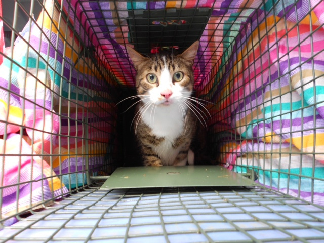 BISCOTTE - Ce chat nous a été signalé errant depuis 2 mois. Il a été accueilli temporairement dans le refuge de Sos-Chats. Après avoir placé des affiches dans la région et collaboré avec la SVPA, nous avons retrouvé les propriétaires de Biscotte. Il a disparu la nuit de la tempête de juillet. Dans la panique, il n'a pas pu retrouver ses repères. Il a donc erré plus de 2 mois. Ses propriétaires désespérés ont eu la grande joie de récupérer leur chat. Une fin heureuse grâce à la persévérance.