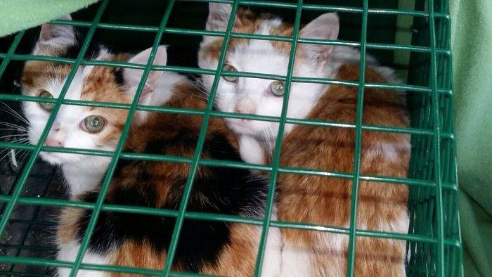Nos campagnes de stérilisations se poursuivent avant l'arrivée du grand froid. Les chats sont capturés en leur évitant au maximum de stress. Rapidement conduits chez notre vétérinaire ils sont stérilisés, traités contre les parasites, on regarde son état générale, on soigne ses blessures si besoin, on nettoie ses oreilles et ils reçoivent un antibiotique dépôt ainsi qu'un traitement anti-douleur/antinflamatoire. Le lendemain, une fois en bonne forme, ils retrouvent leur liberté à l'endroit où ils ont été capturés.