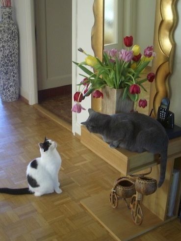 LUA et SILVER admiratives