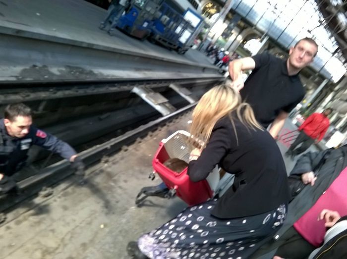 Maurice , Chat tombé de sa caisse de transport à la Gare de Lyon à Paris alors qu'il venait de subir une opération chirurgicale et qu'il rentrait chez lui en Suisse, au moment ou il  franchissait la porte du TGV  la porte défectueuse à cédé sous son poids! Il a fallu le sang froid d'un membre de AAA sur place à ce moment là et  la formidable solidarité et contribution des pompiers pour enfin récupérer sur les voies le pauvre Maurice en état de choc . Sa propriétaire désespérée à pu récupérer son petit amour sans séquelle.... 