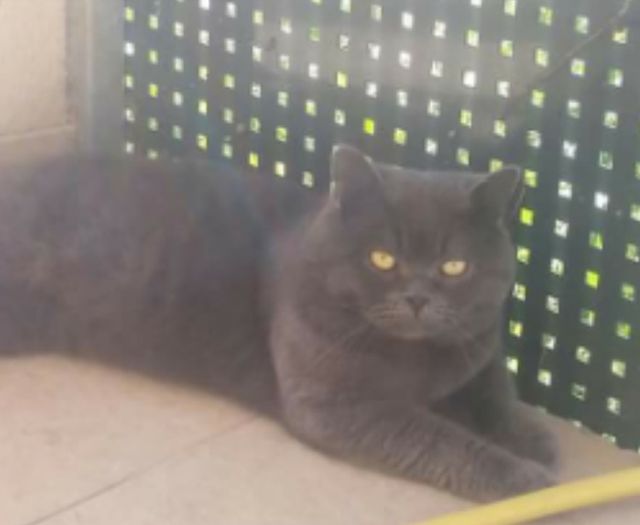 PERDU Pacha chat Chartreux - 
Couleur : gris -
Age : 3 ans et demi - 
Sexe : Male - ni pucé ni tatoué - 
PERDU   à : Avenue des LACS -  84270 Vedène (France)
