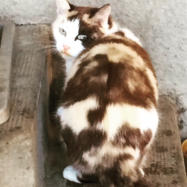 
Chatte devenue libre  mais sous contrôle de AAA