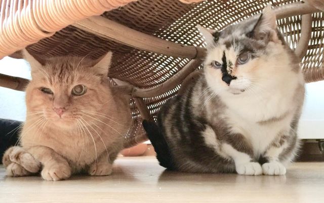 Décembre 2018
Rouky et Jo , chats de ferme délocadlisés par obligation seront placés ensemble en accueil pour une nouvelle vie 
Rouky souffre d’arthose Très douloureuse et de cristaux urinaires ce qui va nécessiter une attention particulière 